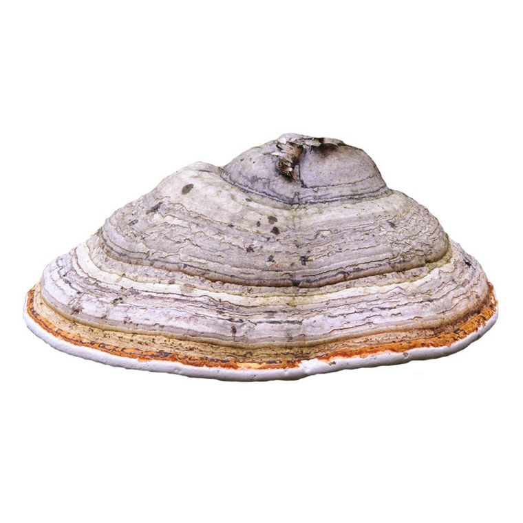 <p>LÄRCHENSCHWAMM — HEILENDER PILZ</p>