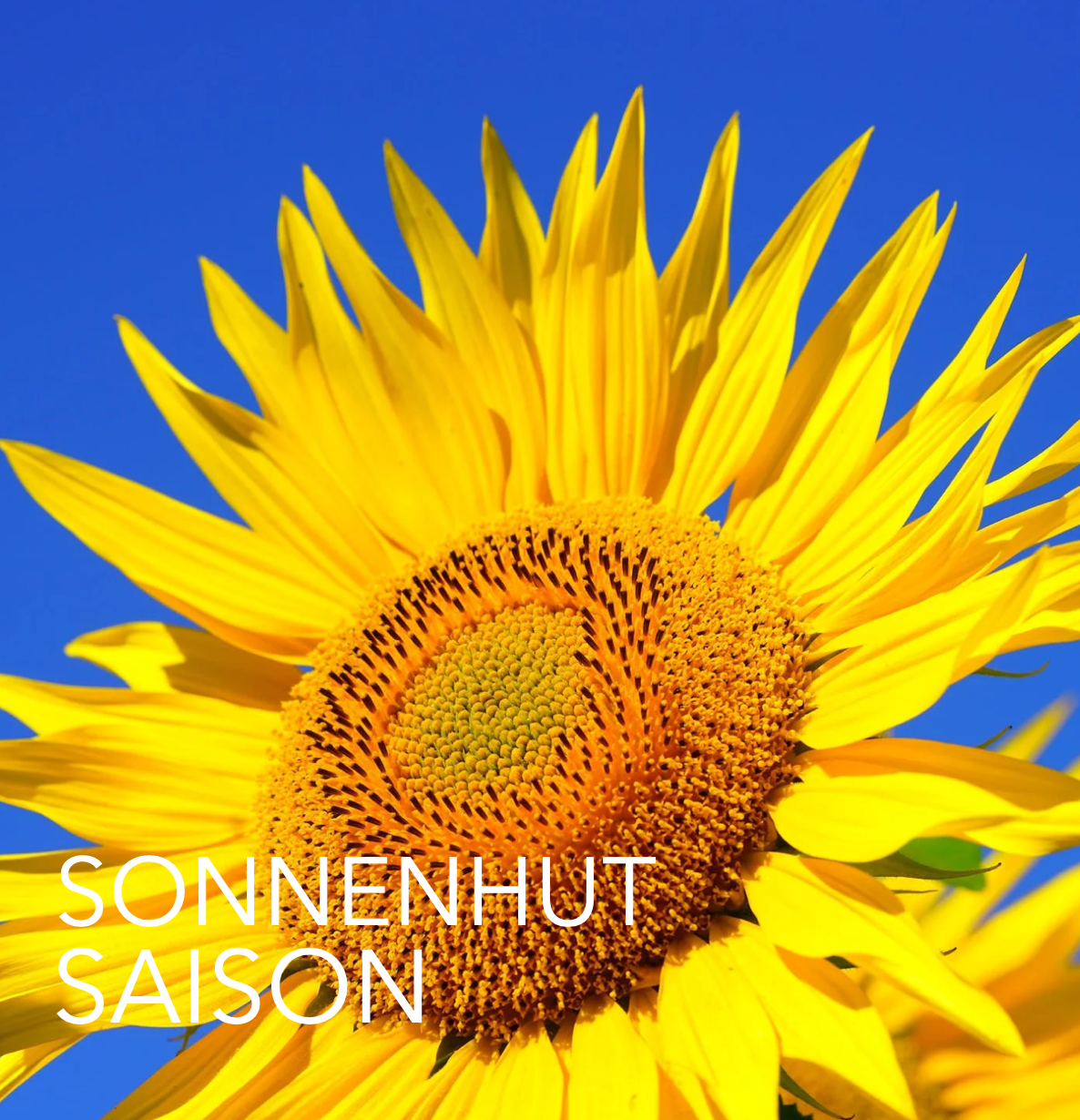 SONNENHUT SAISON